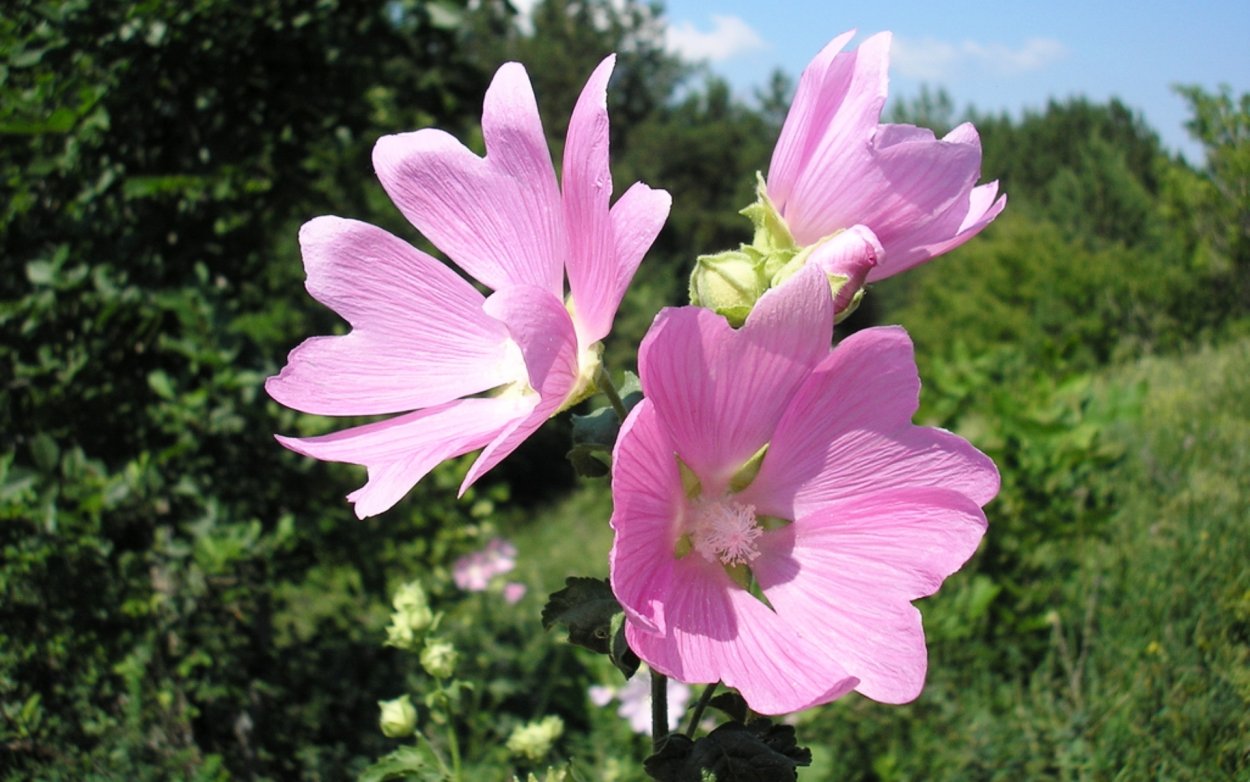 Дикая Мальва просвирник