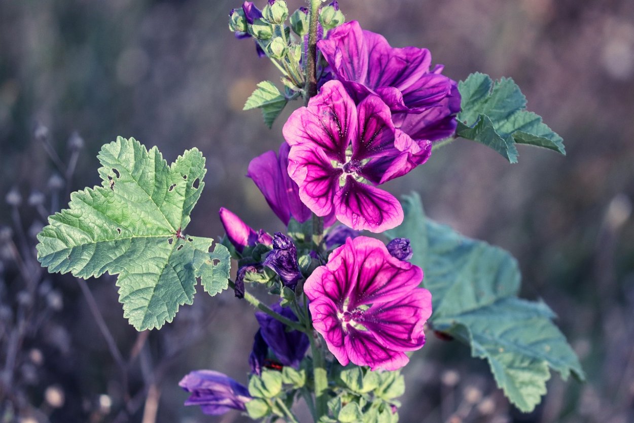 Мальва (просвирник) Мавританская