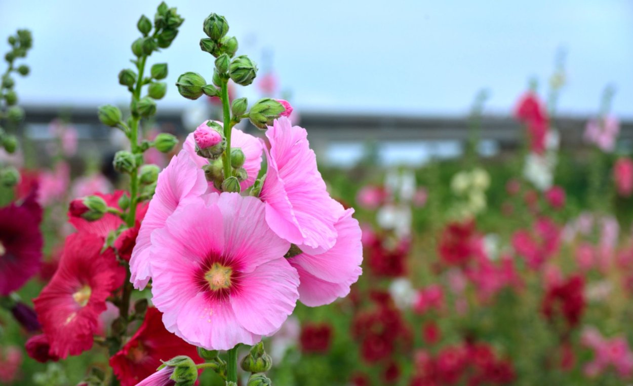 Растение просвирник Алтей