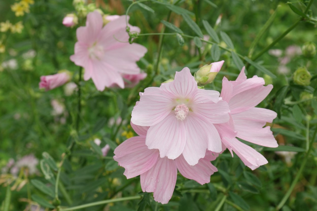 Мальва мускусная rosea