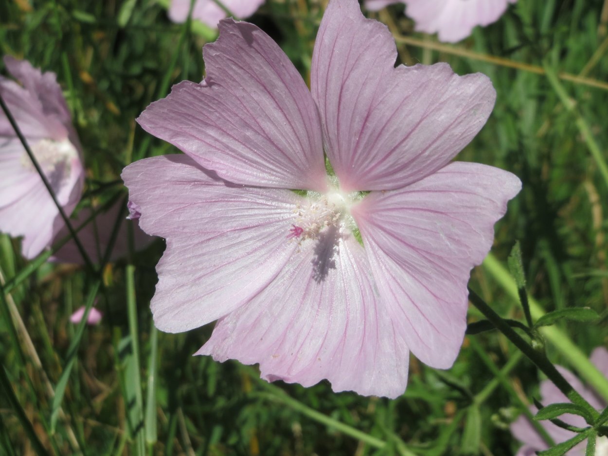 Просвирник мутовчатый