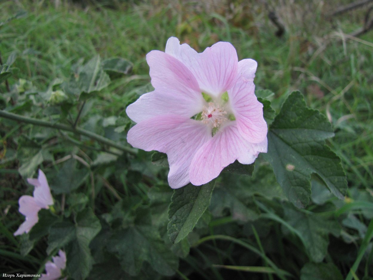 Мальва Полевая Алтей