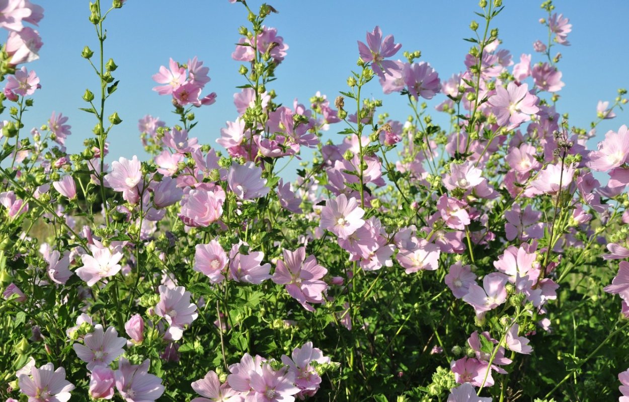 Мальва просвирник