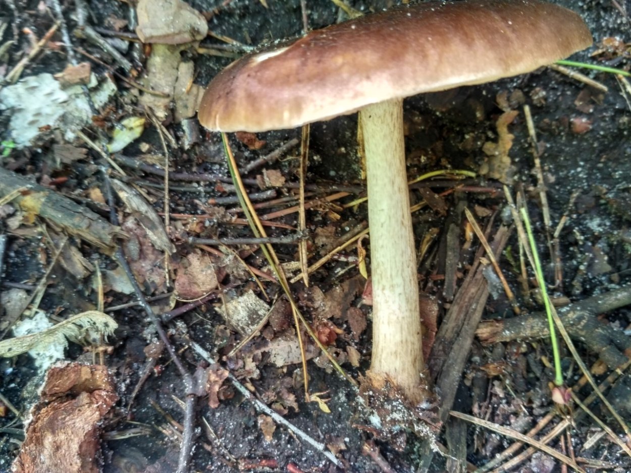 Мегаколлибия широкопластинчатая