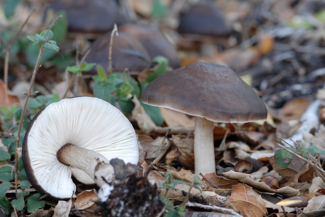 Плютей Томсона