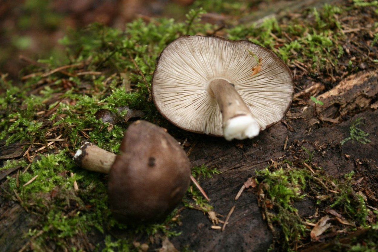 Плютей Олений белый