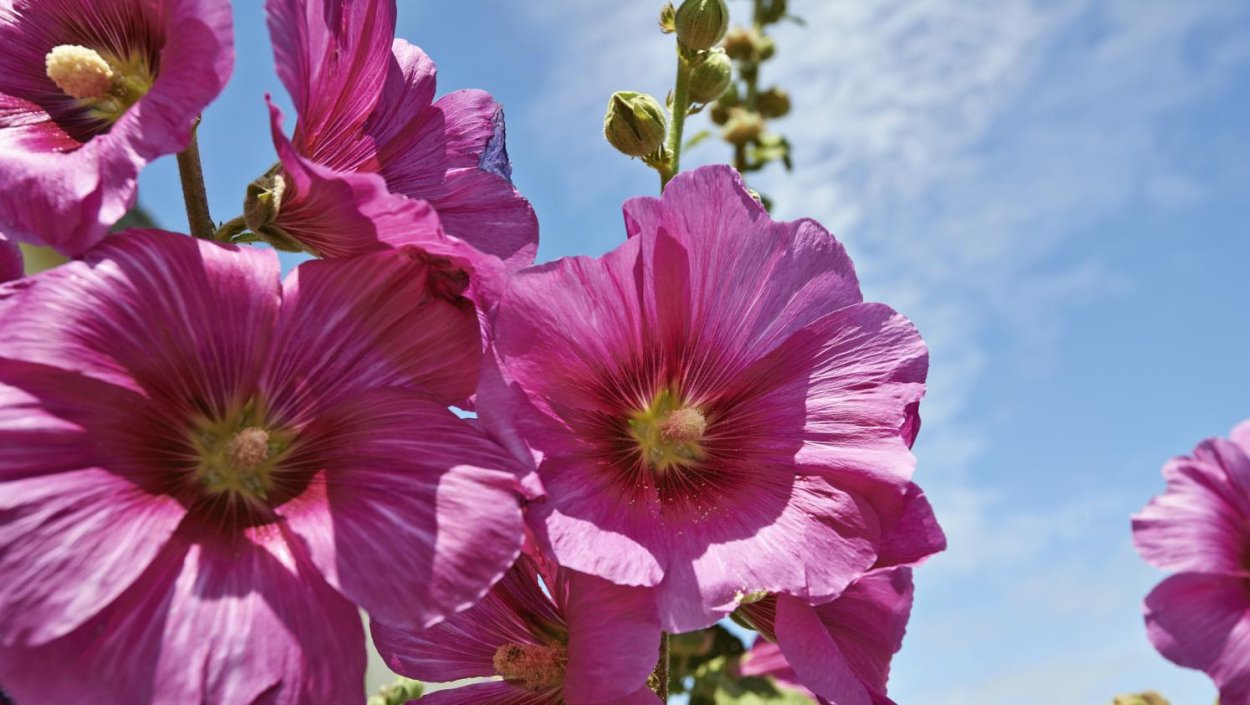 Мальва полив