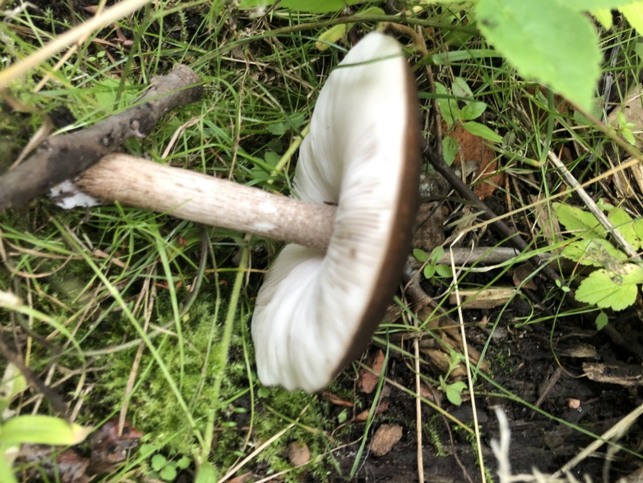 Плютей Олений гриб