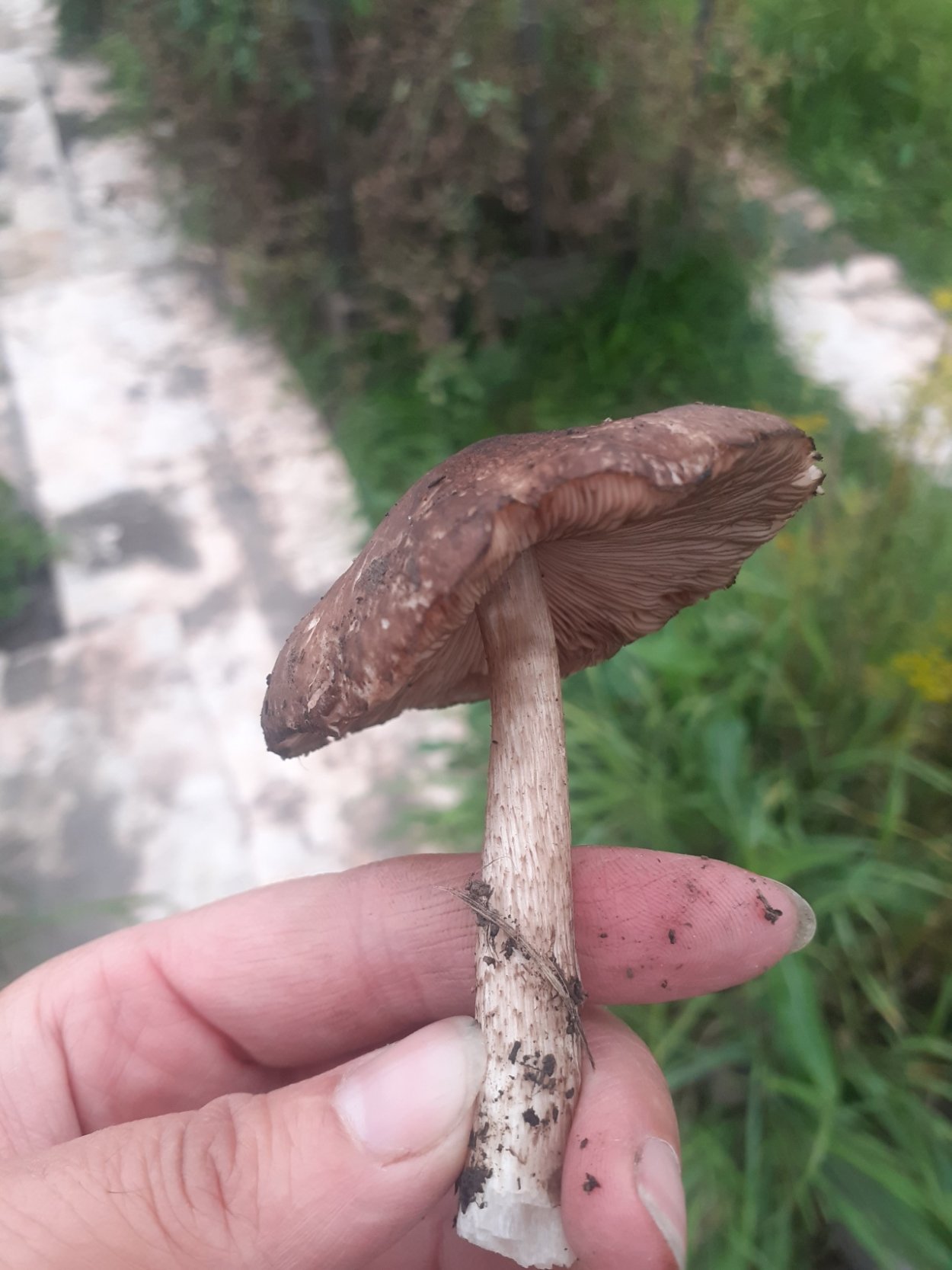 Грибы в Новосибирске