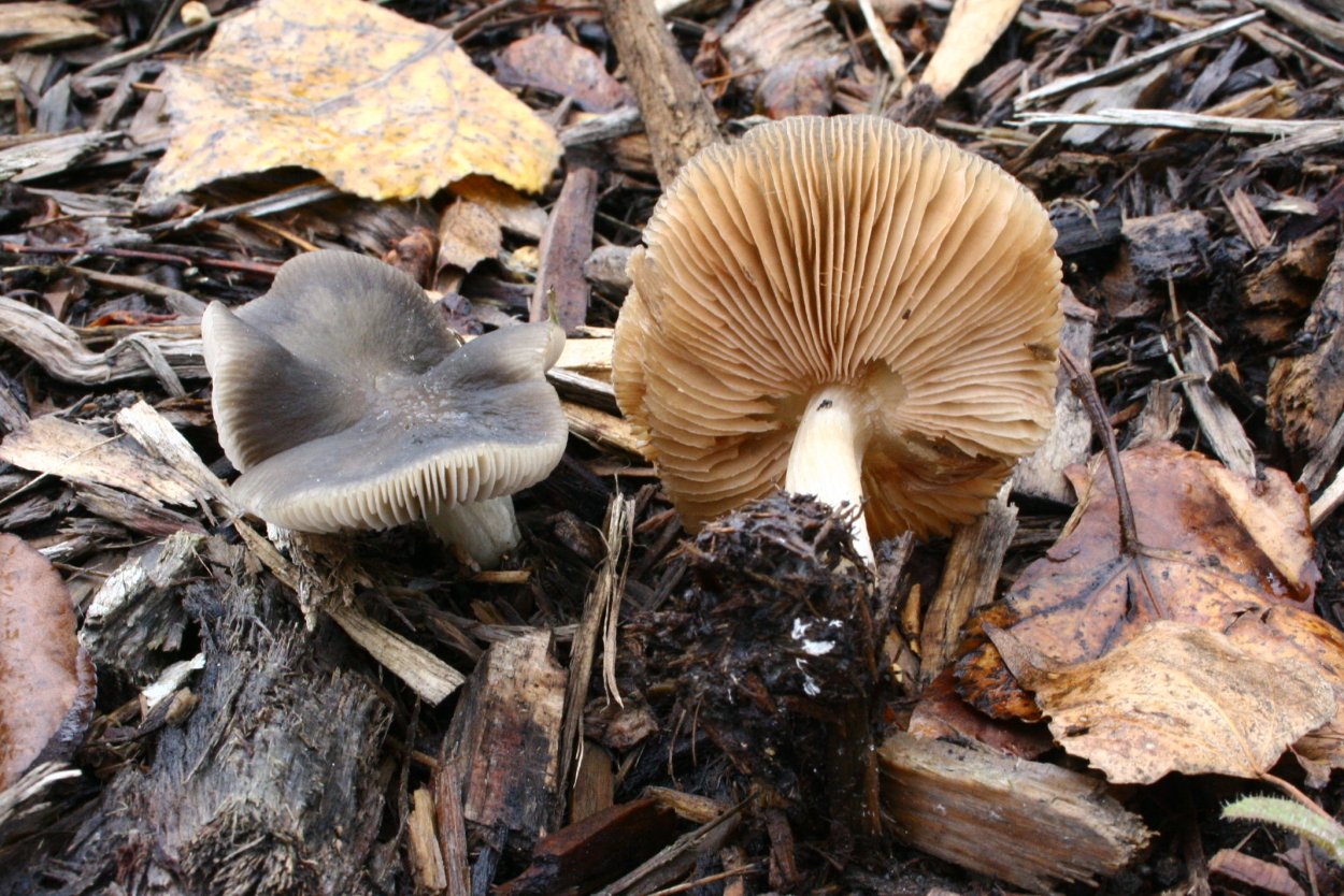 Плютей Роберта ложный