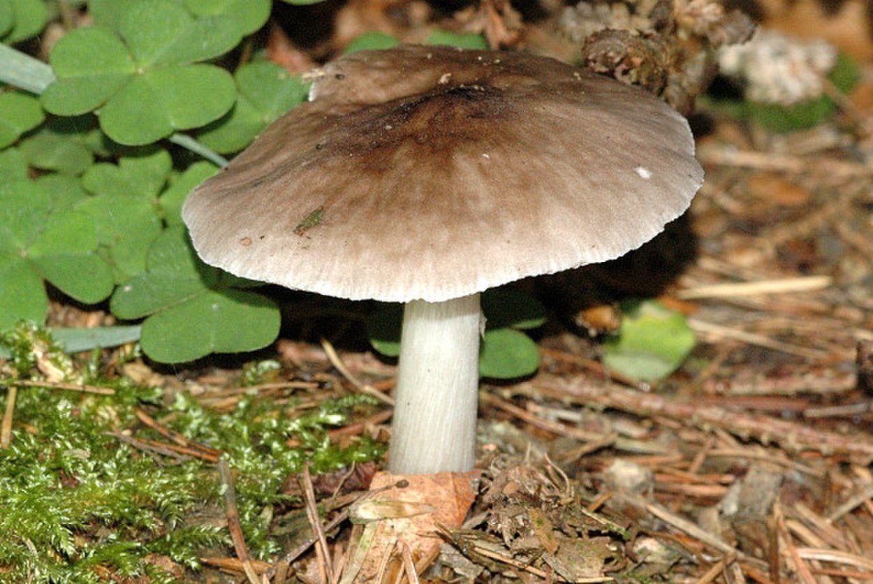 Плютей шероховатенький