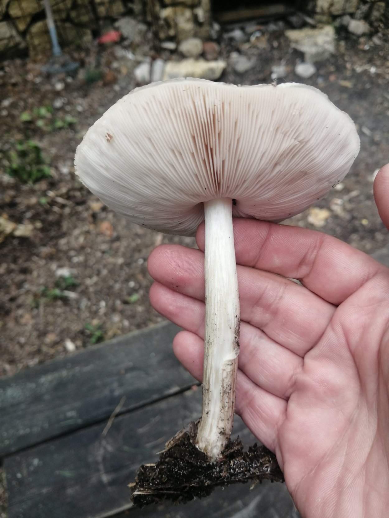 Плютей Агариковые