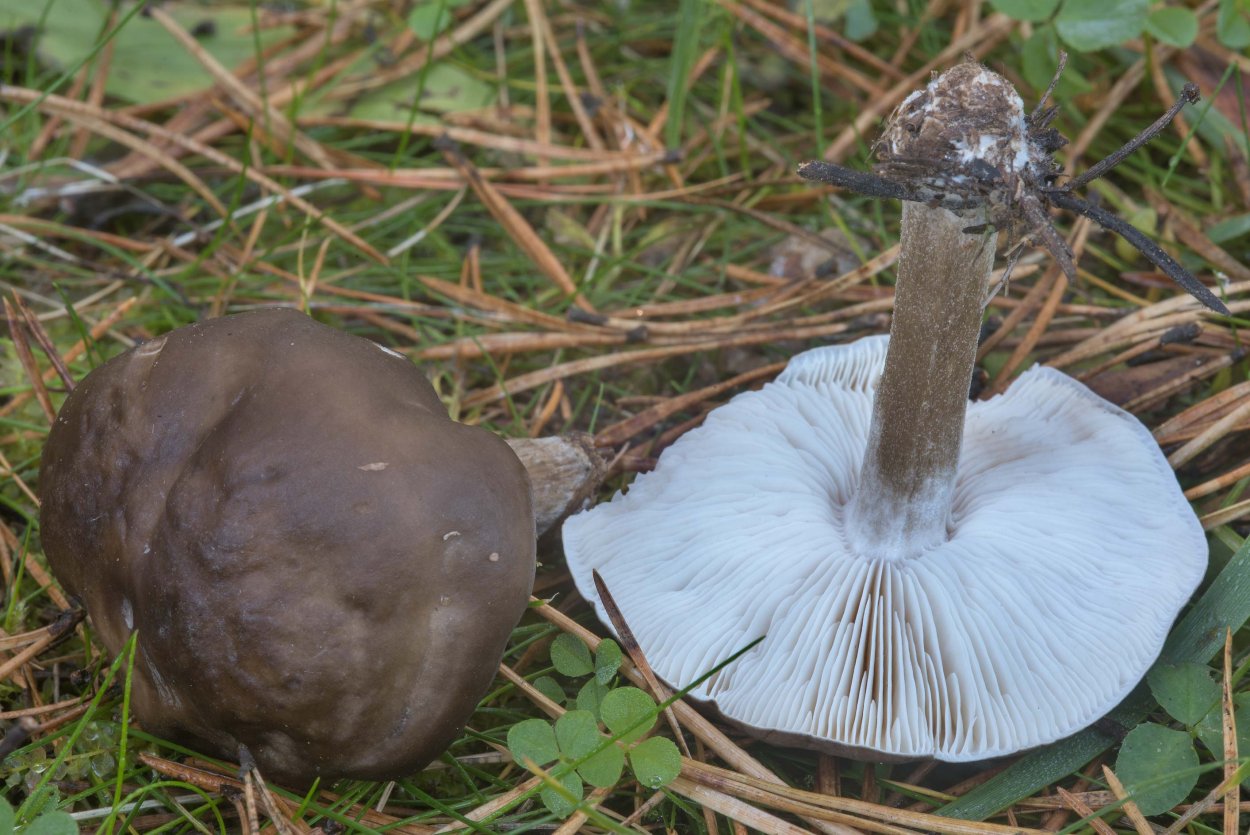 Плютей Олений в разрезе