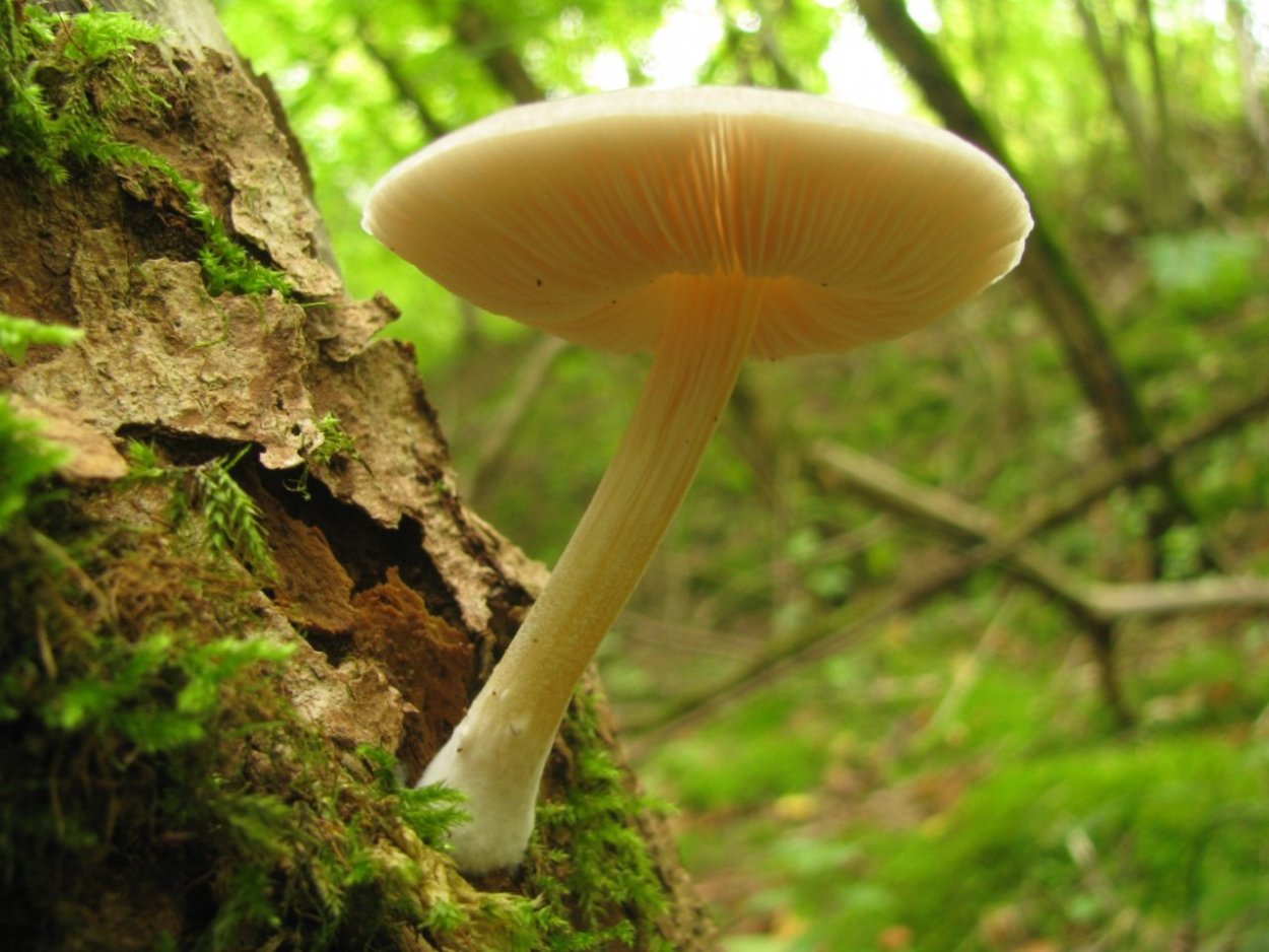 Павловский Посад грибы