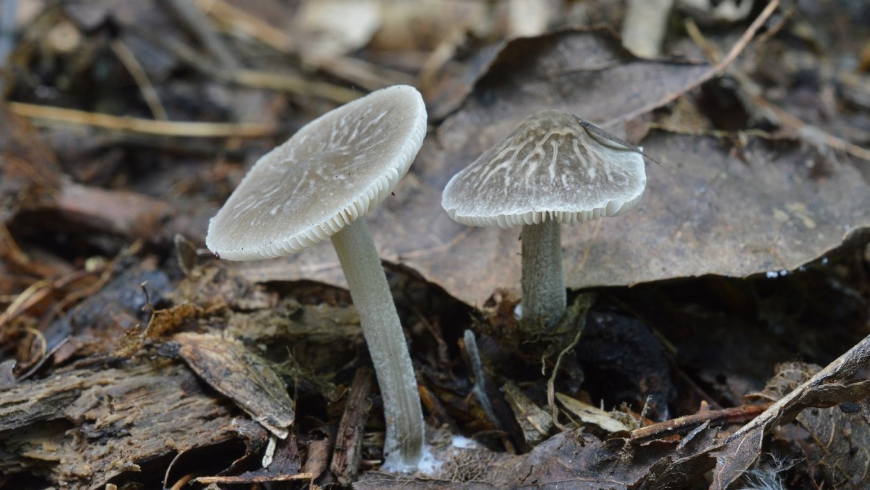 Плютей жилковатый