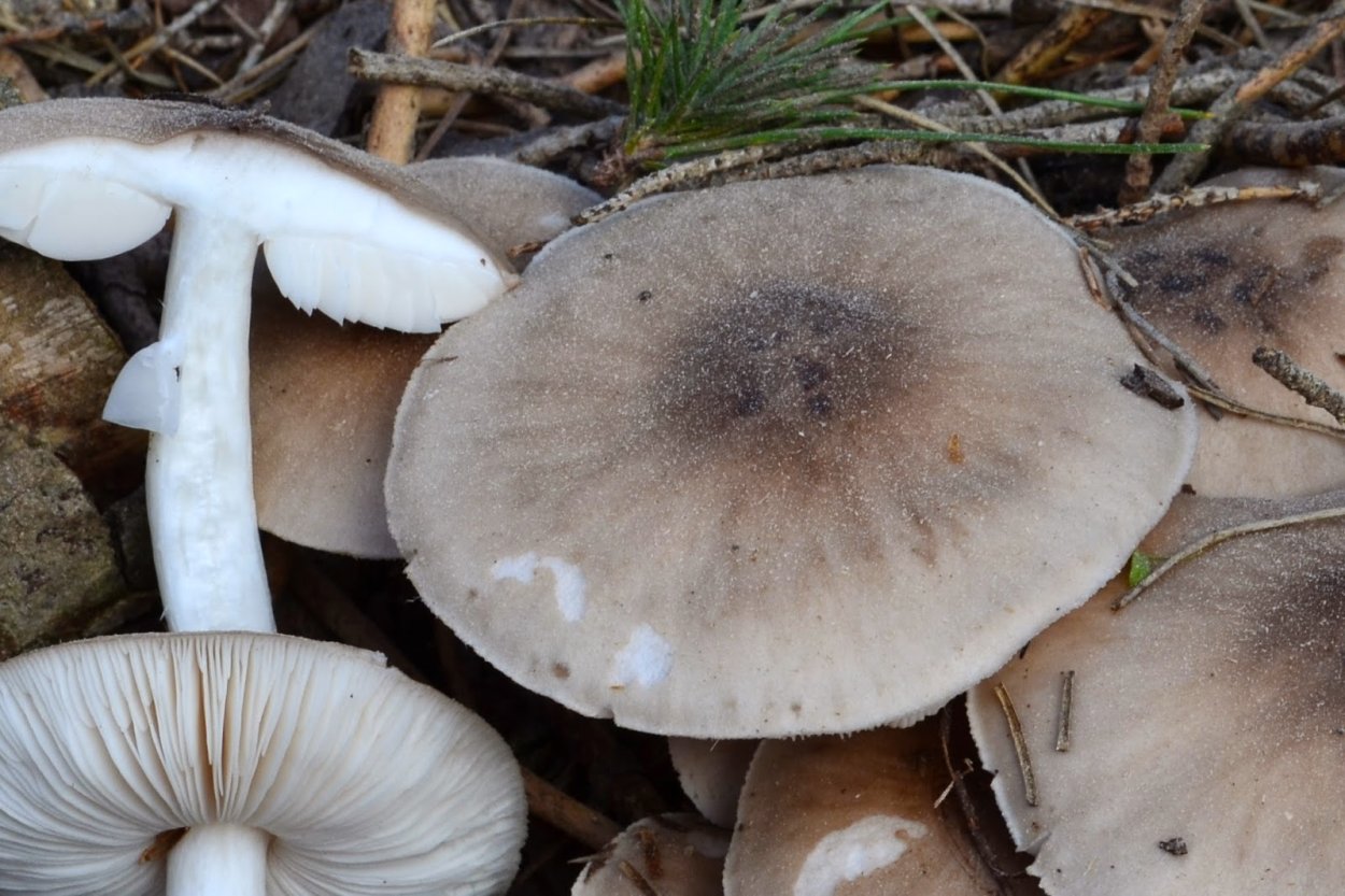 Грибы на поваленных березах