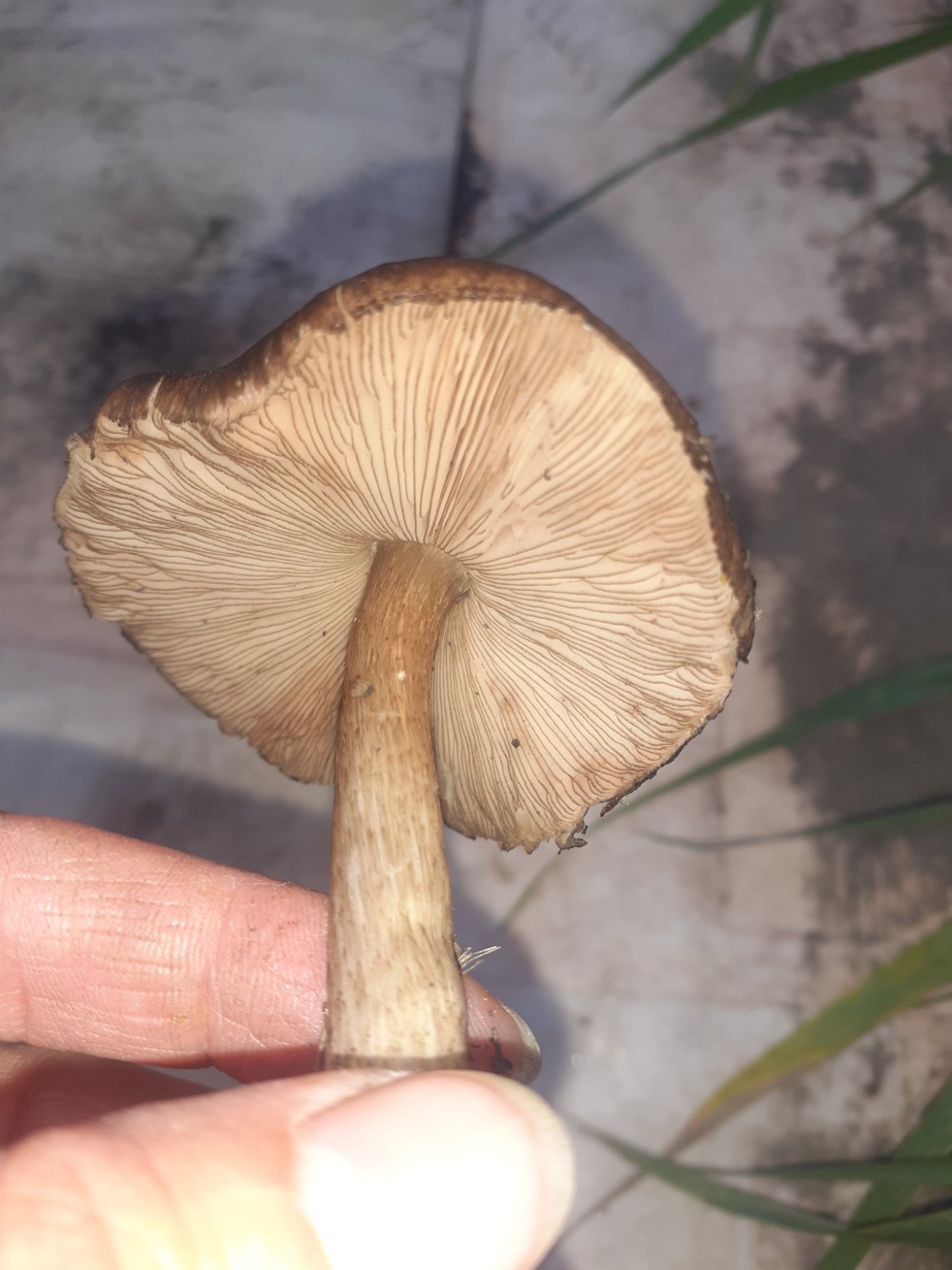 Плютей Роберта ложный