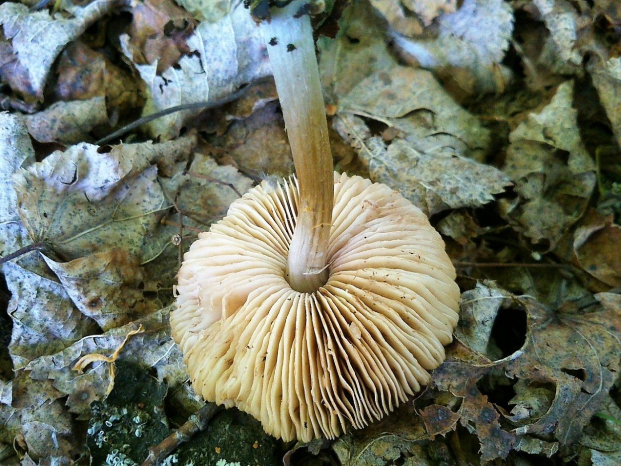 Плютей бархатистоножковый