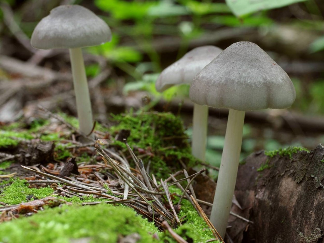 Пластинчатые грибы Плютей Олений