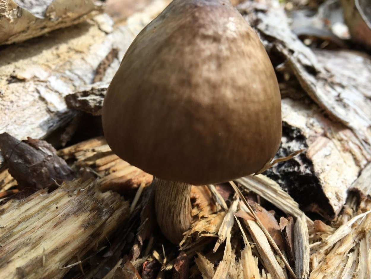 Плютей Олений