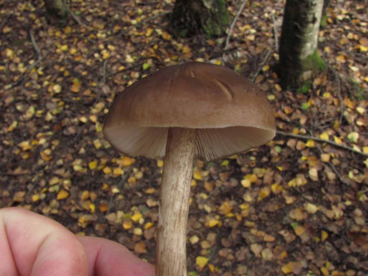 Плютей Олений