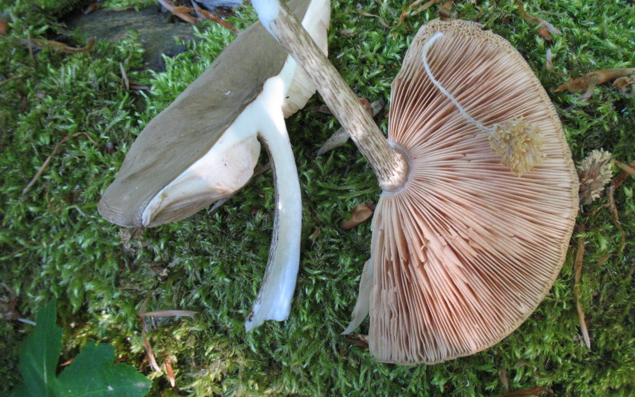 Гриб Volvariella speciosa