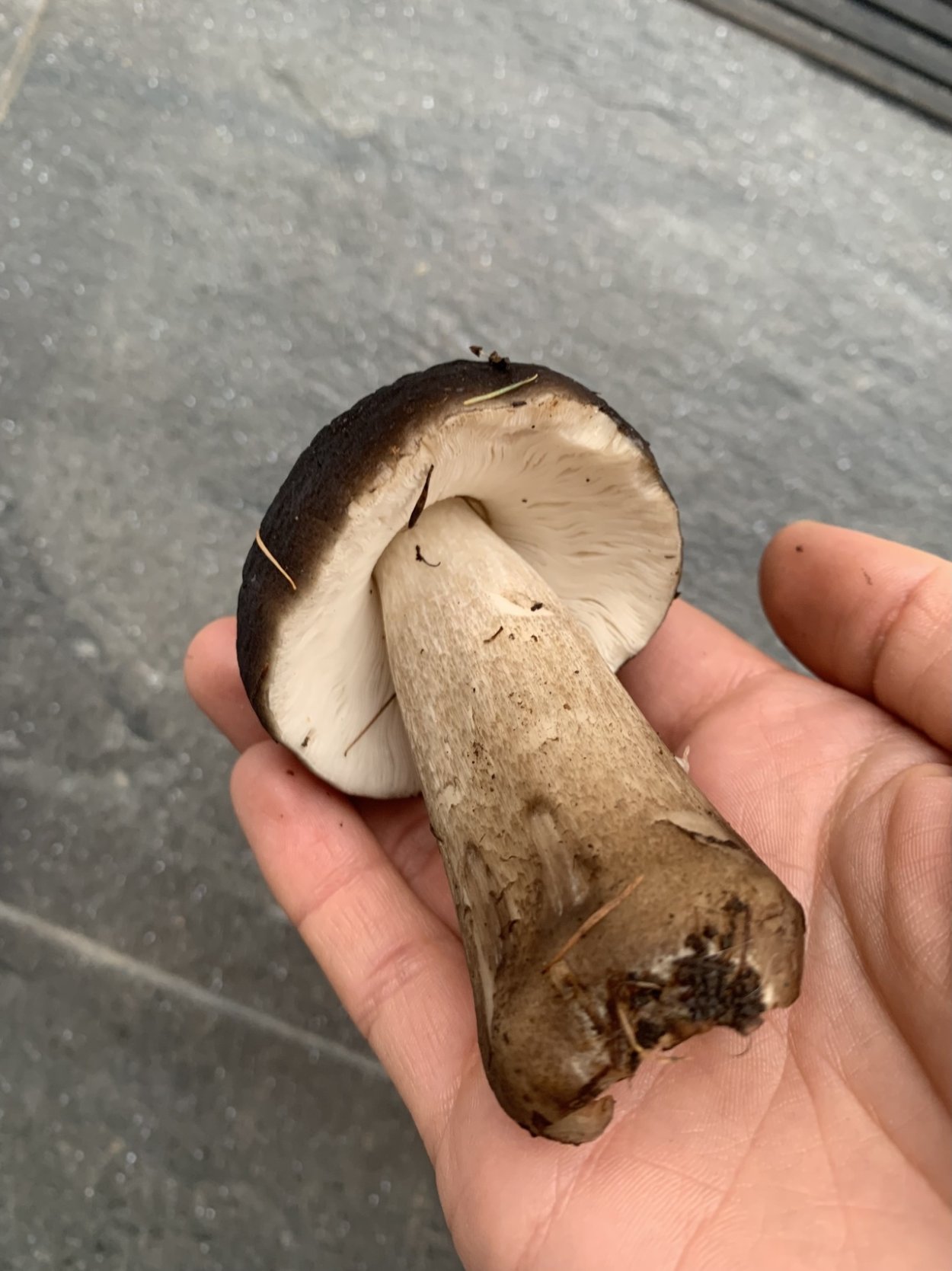 Volvariella volvacea