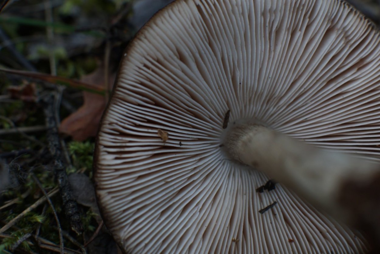 Плютей серо-бурый