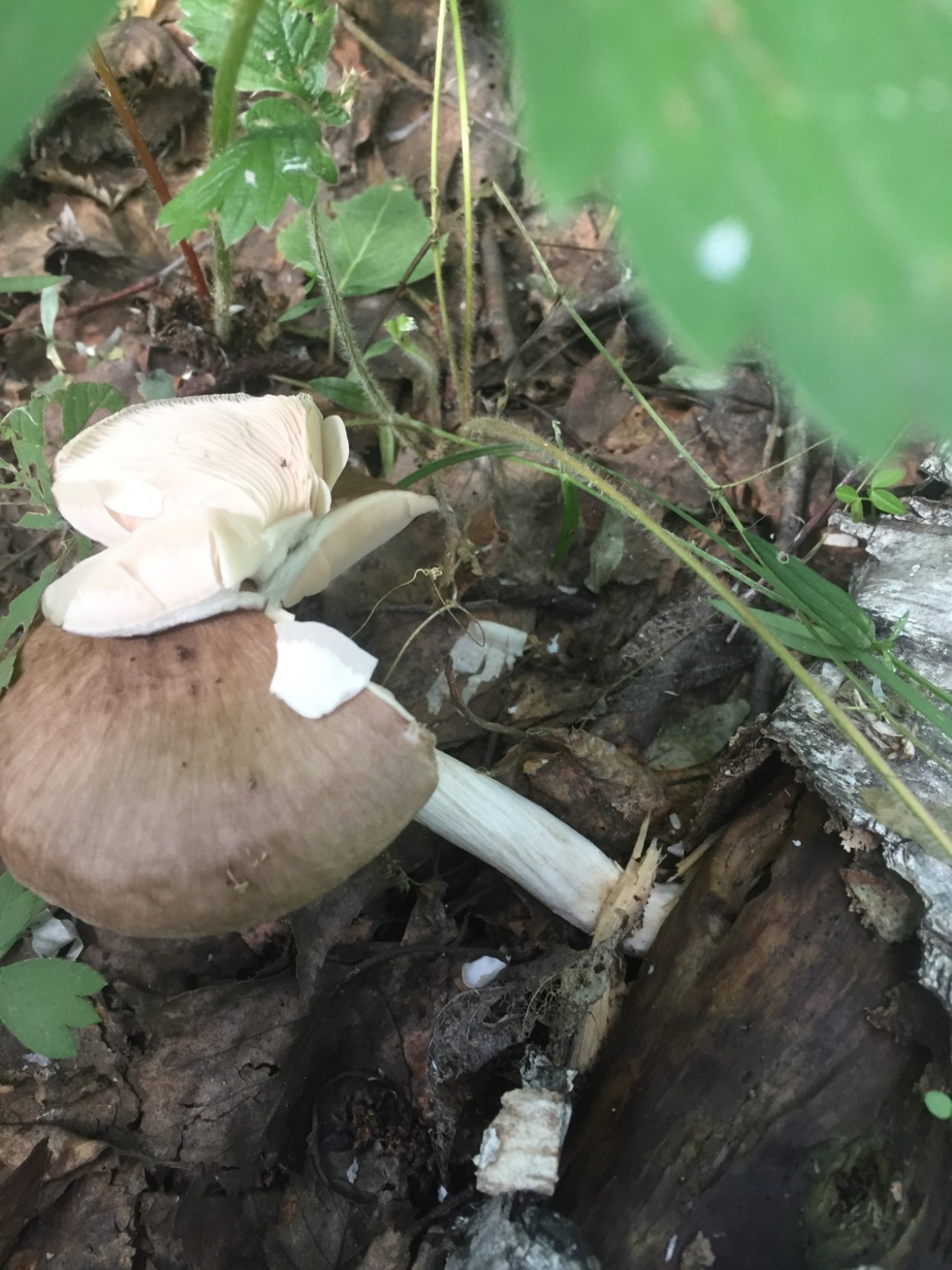 Что за гриб