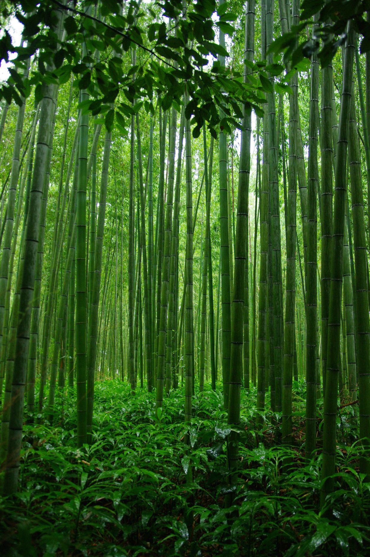 Лесной бамбук