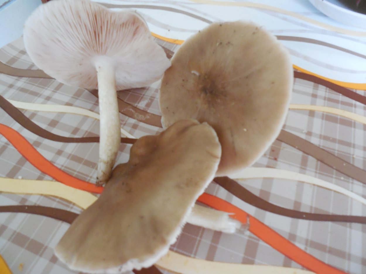 Плютей бурый