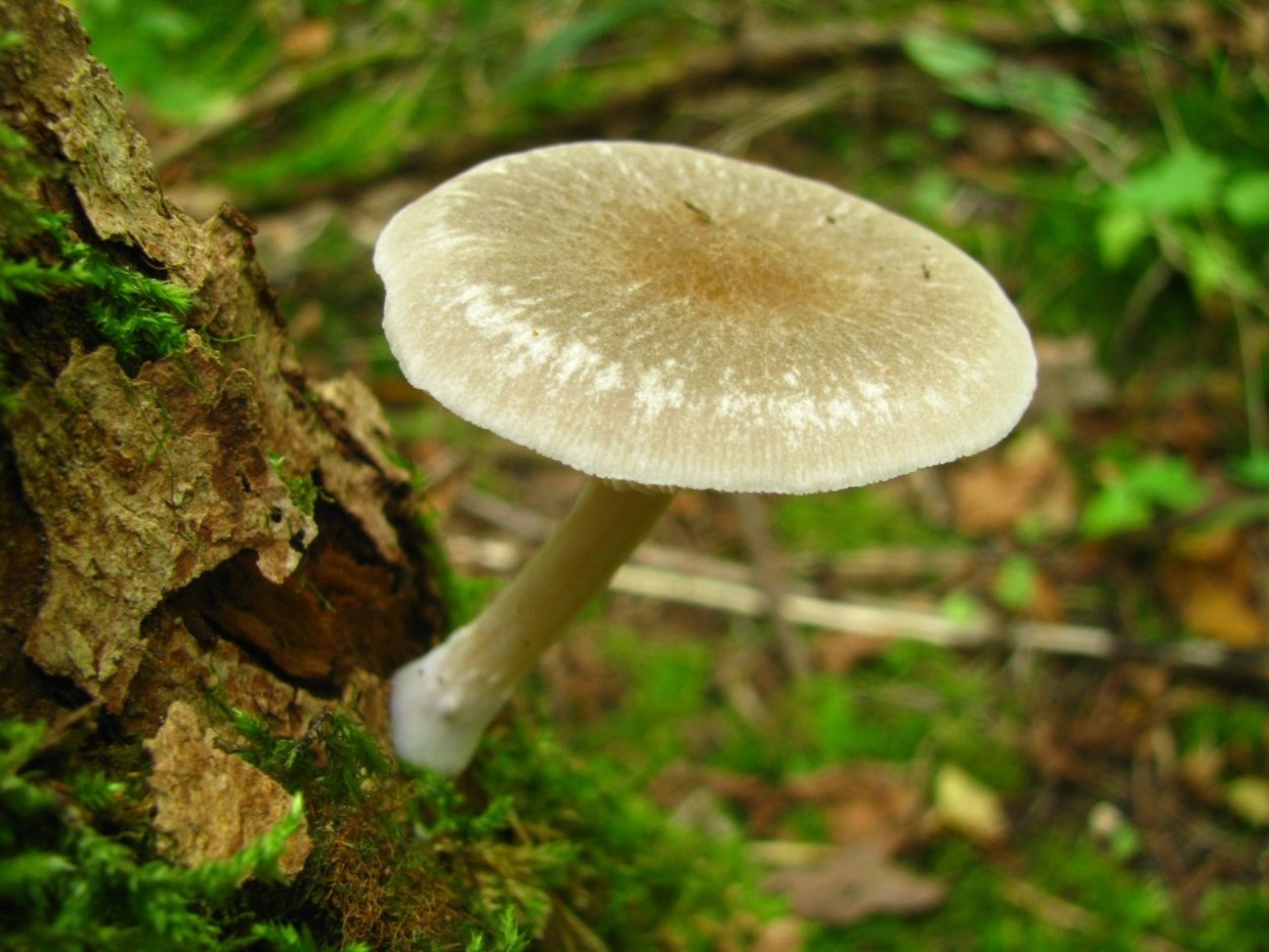 Плютей Олений гриб съедобность