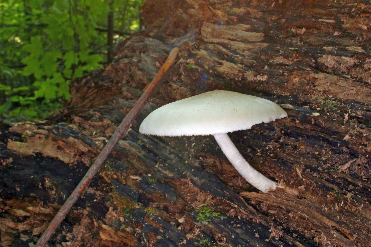 Станция дубочки грибы