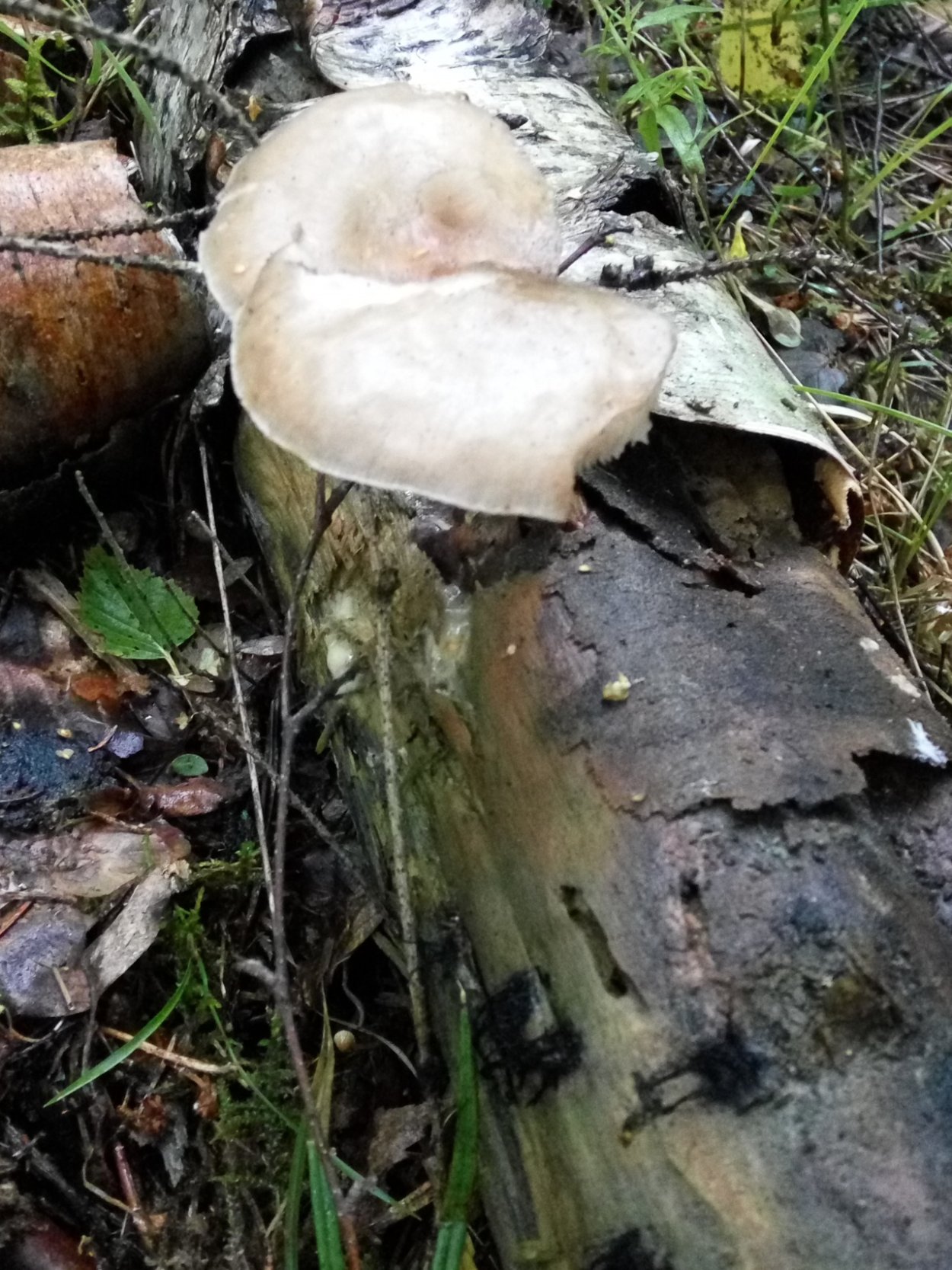 Пластинчатые грибы Плютей Олений