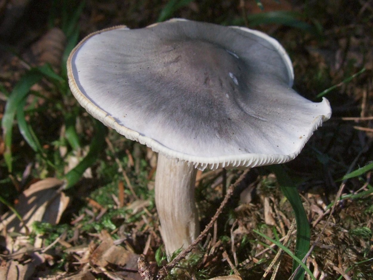 Плютей Олений гриб