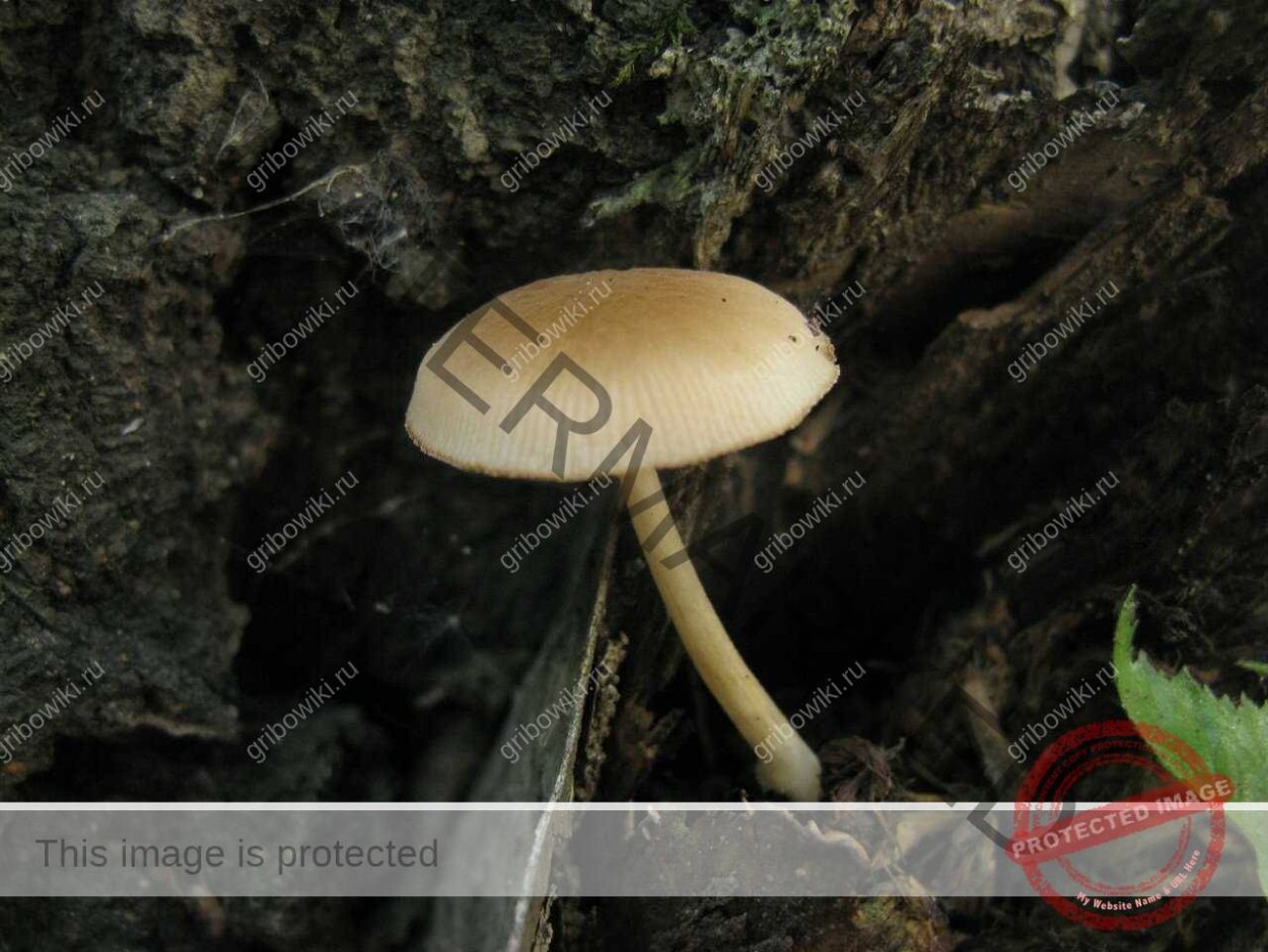 Грибы на флюсе