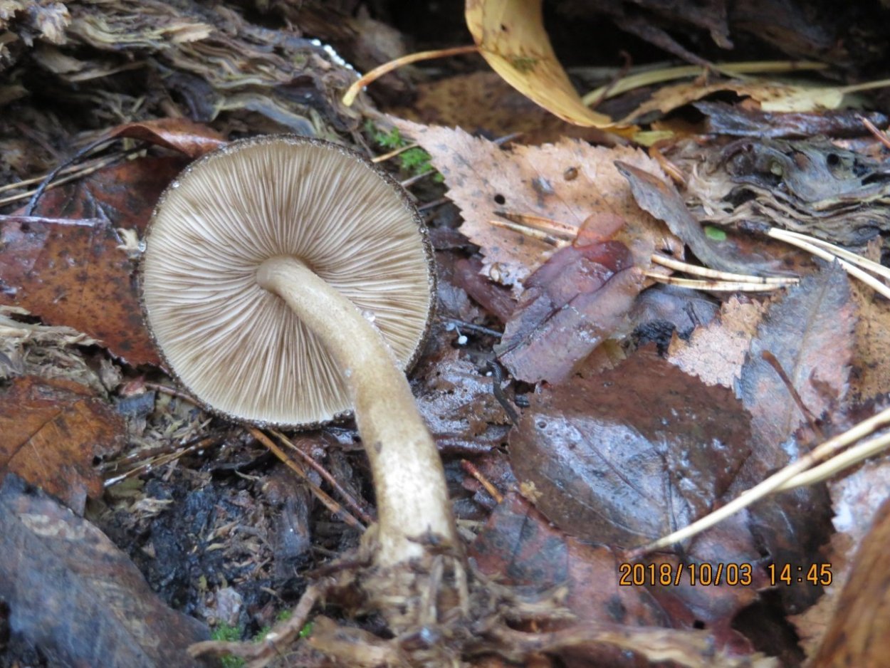 Pluteus Plautus