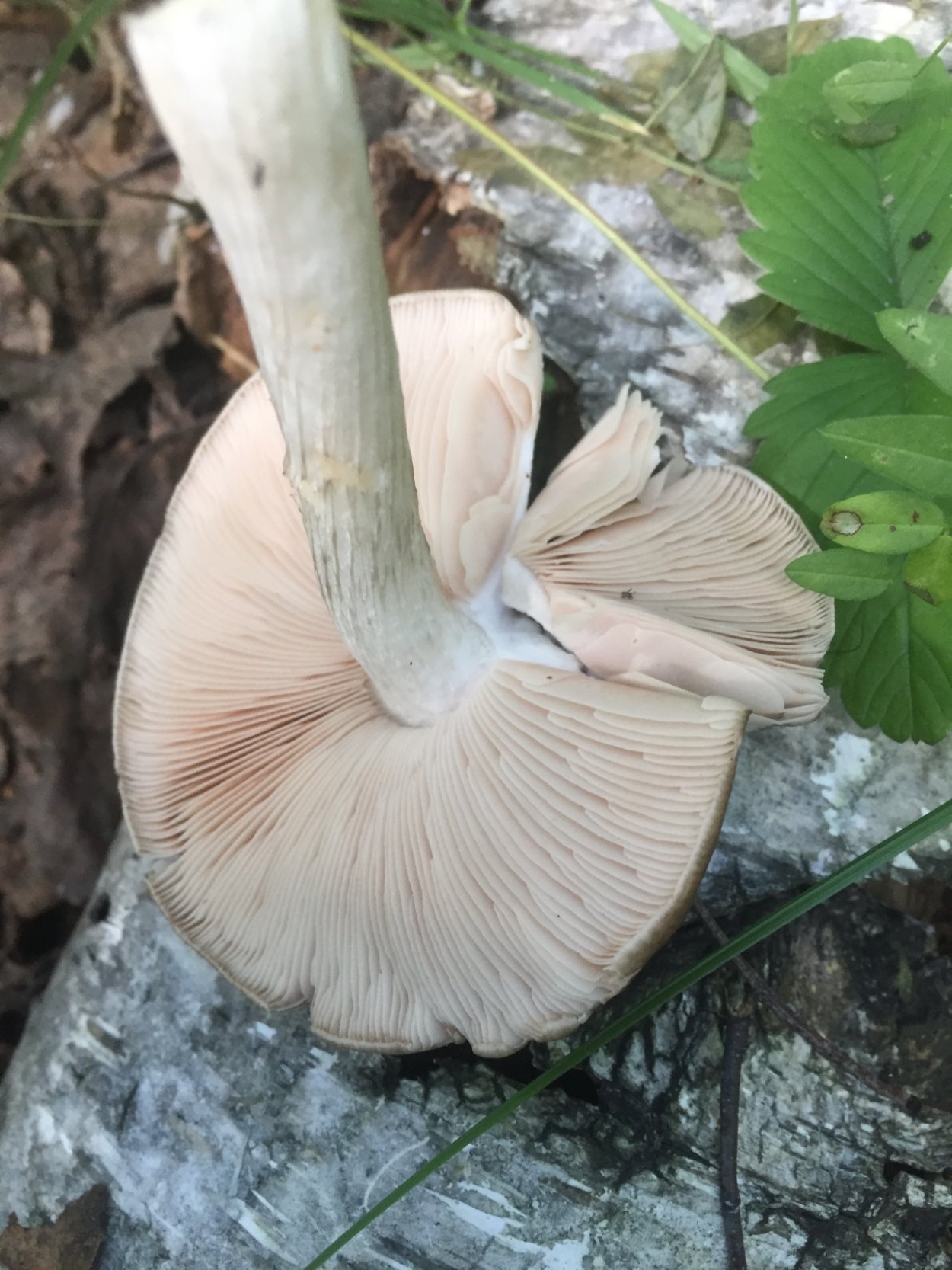 Strobilurus esculentus