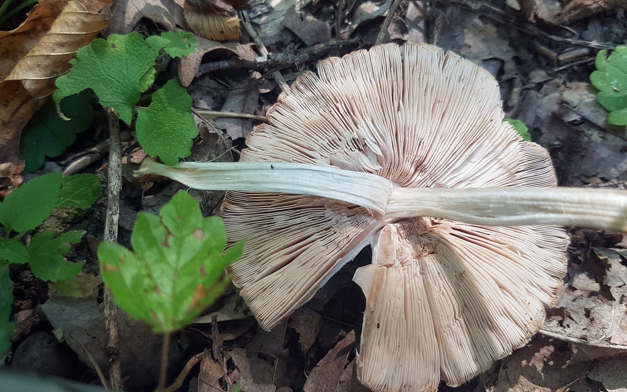 Рядовки лиственных лесов крупные