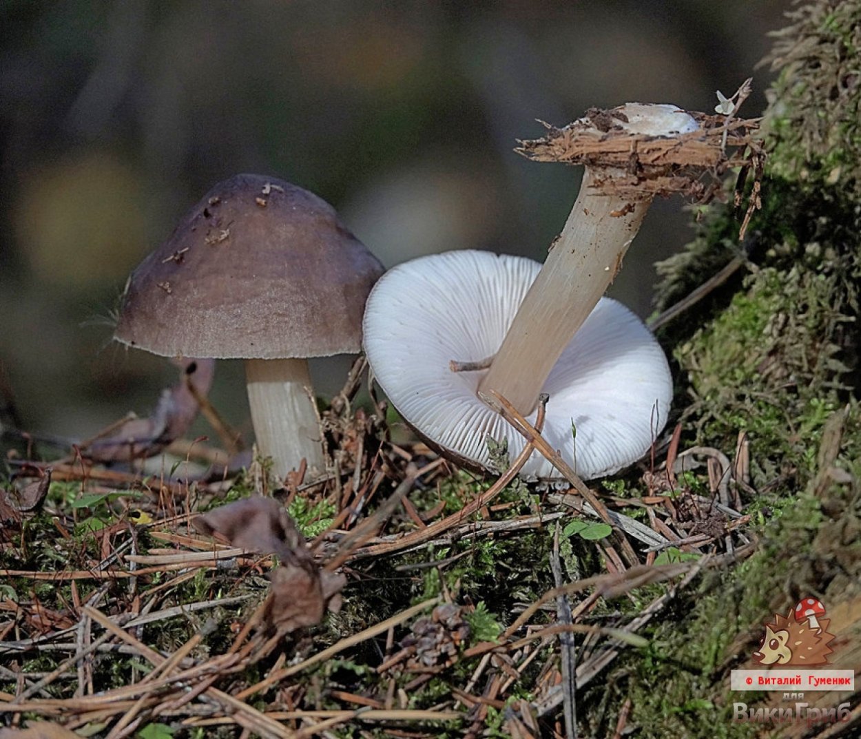 Pluteus atromarginatus