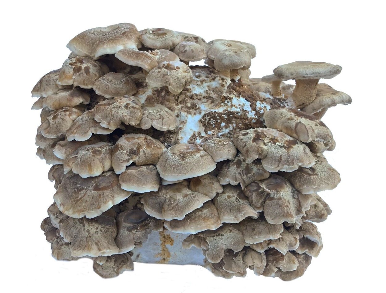Корейские грибы шиитаке