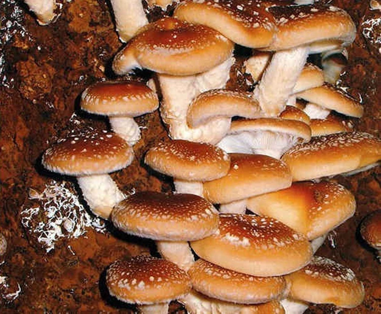 Грибы шиитаке фото сверху