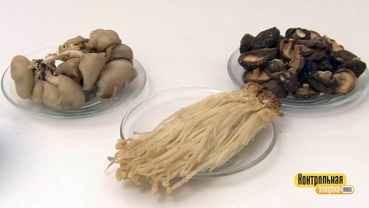 Грибы на бревне