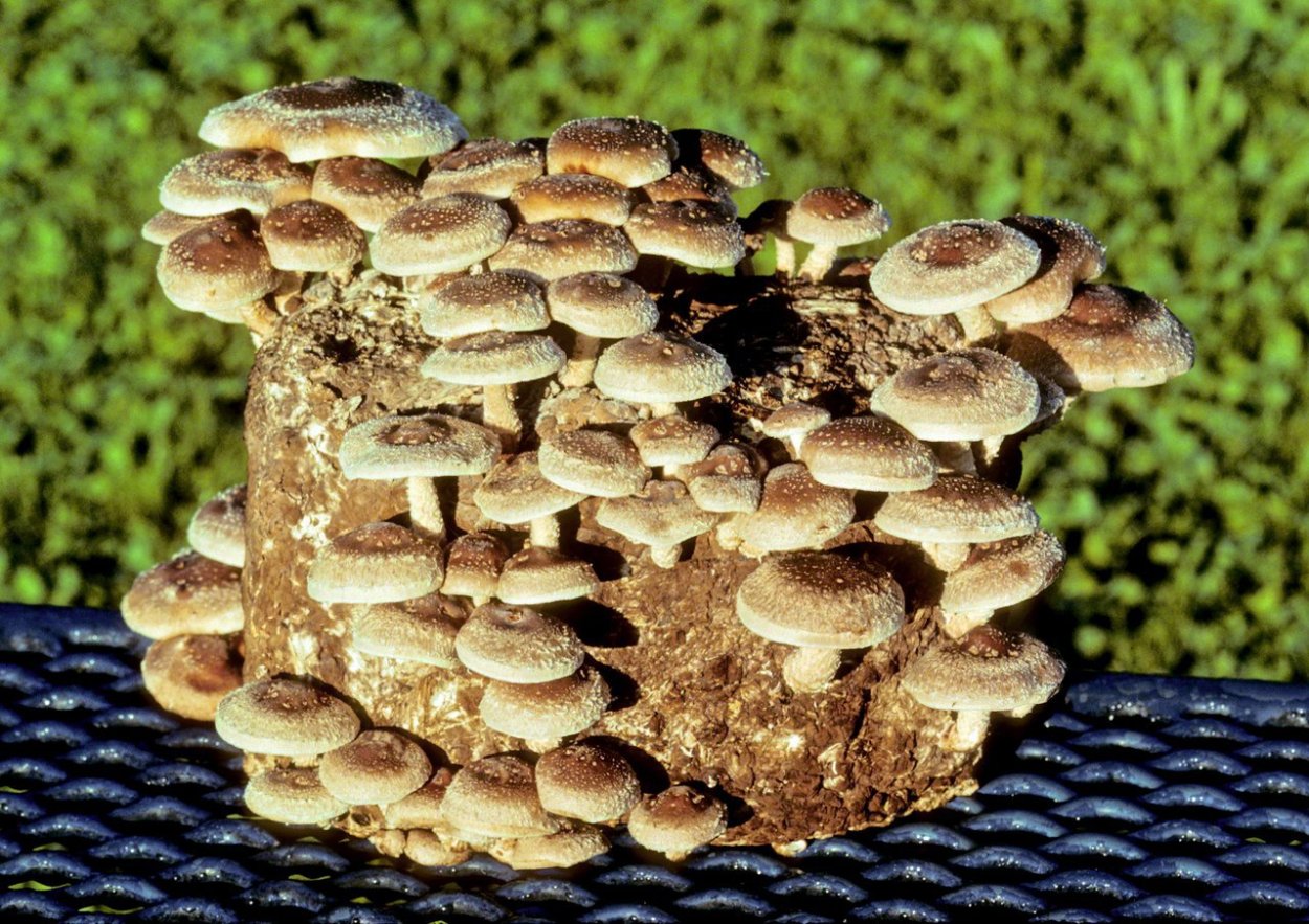 Гриб коралловый шитаки