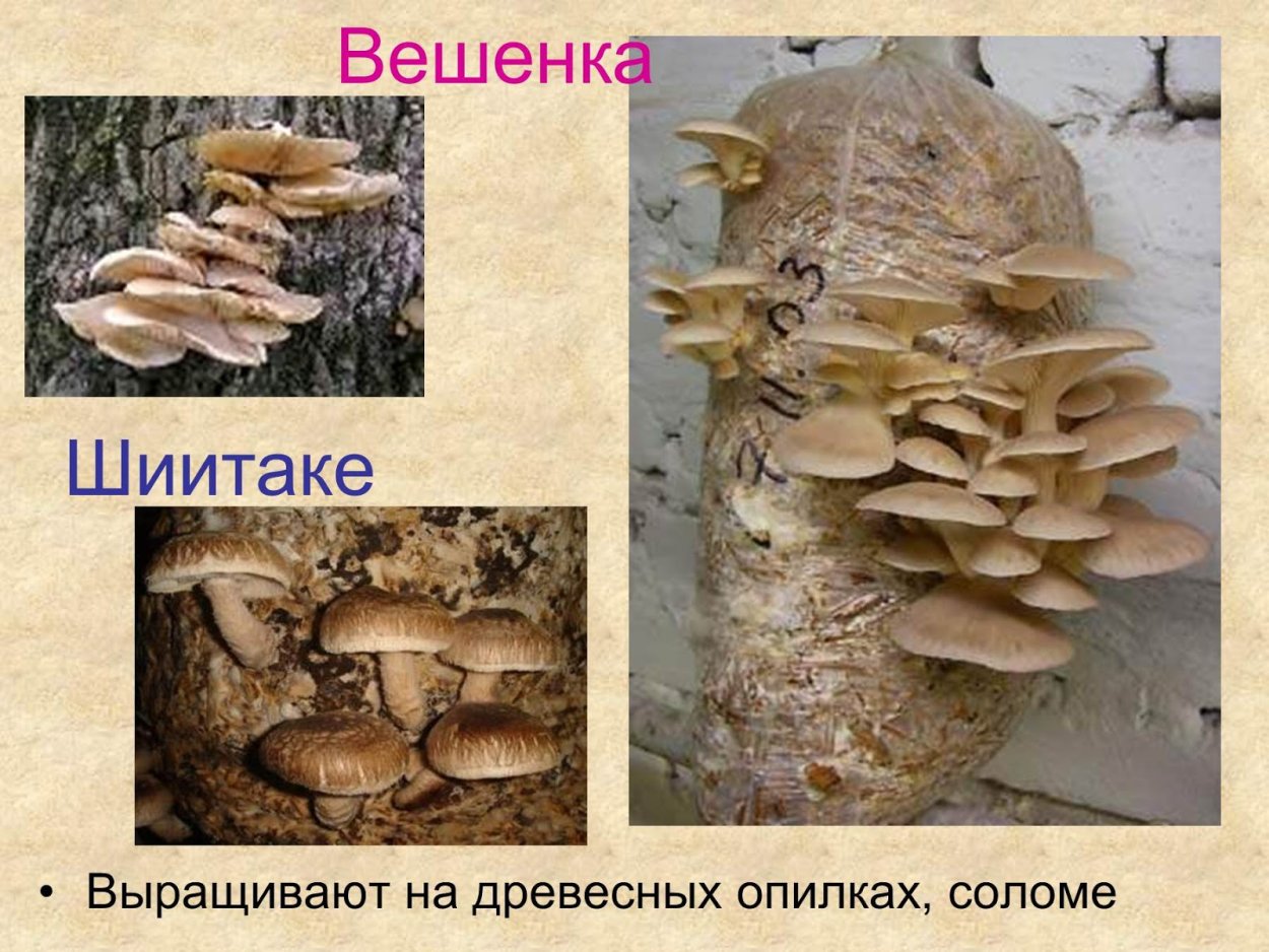Шиитаке на дереве красивое фото
