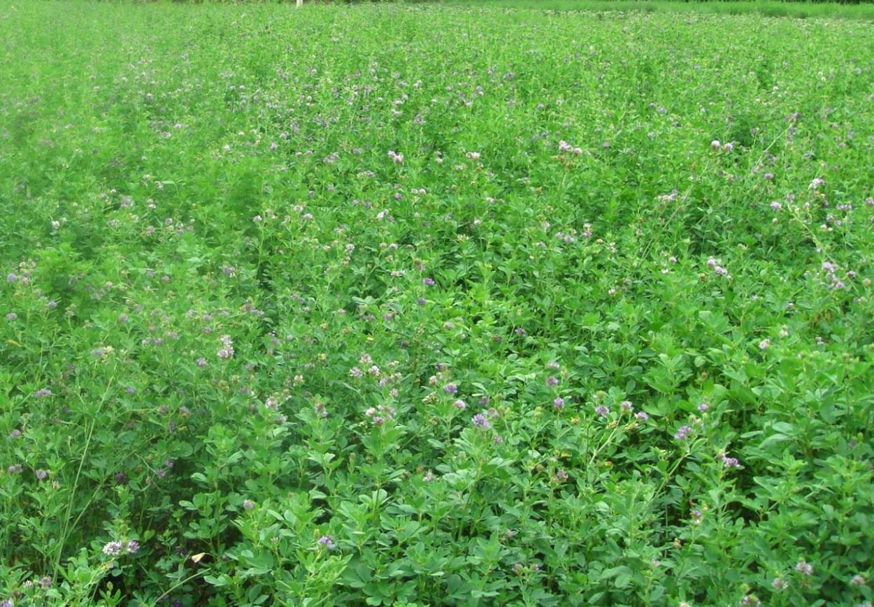 Райграс пастбищный семена