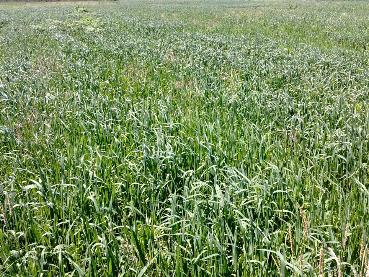 Сено в рулонах разнотравье