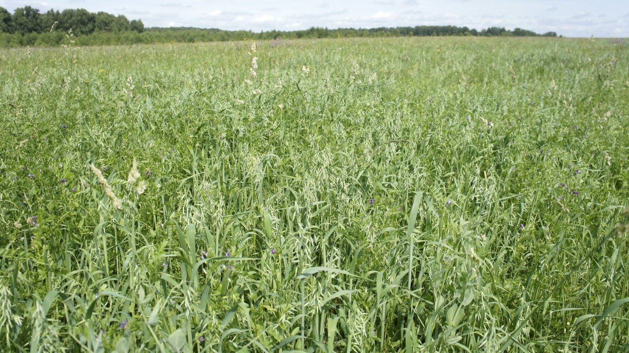 Люцерна трава кормовая