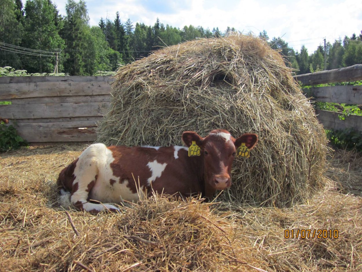 Козлятник Сенна