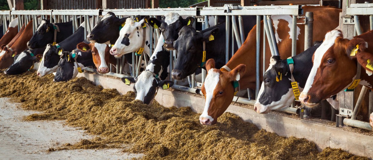 Трава кормовая: козлятник, Клевер, люцерна